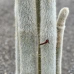 Kaktus starého muža (Cleistocactus strausii) - výška 130+ cm, kont. C40L (-5°C)